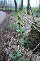 orchidea spontanea